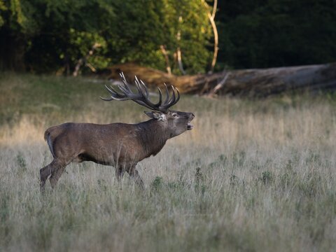 Red Deer (Cervus elaphus), stag, Copenhagen, Denmark