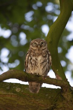 Little owl (Athene noctua) adult bird on a tree branch, England, United Kingdom