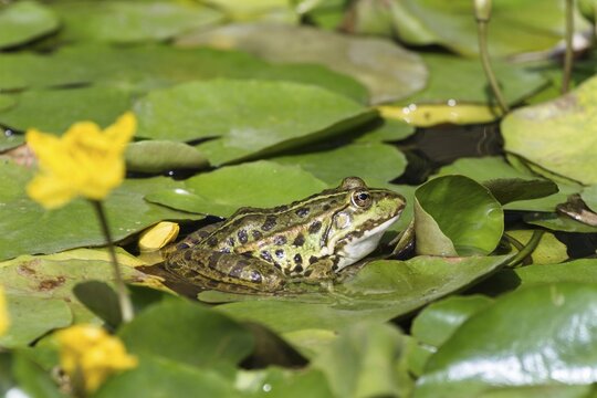 Sea frog (Pelophylax ridibundus), on floating leaves of pond lily and water lily, Germany