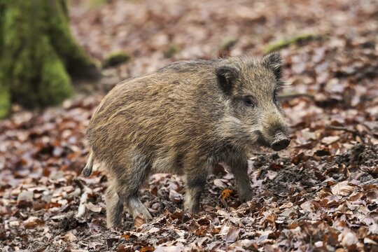 Wild boar (Sus scrofa) in autumn leaves, young, Vulkaneifel, Rhineland-Palatinate, Germany