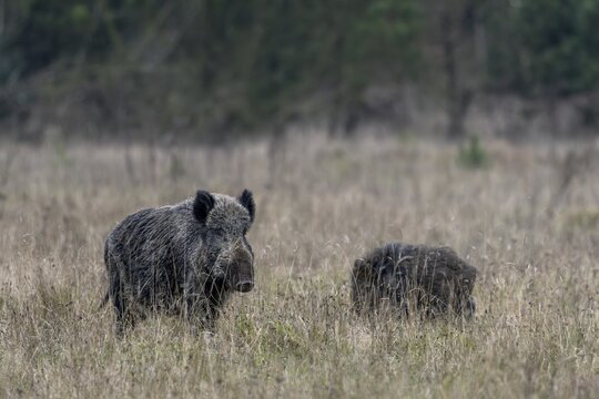 The wild boar (Sus scrofa) stops and pauses for a moment, while the young boar devotes itself to foraging, mating season, November, Denmark