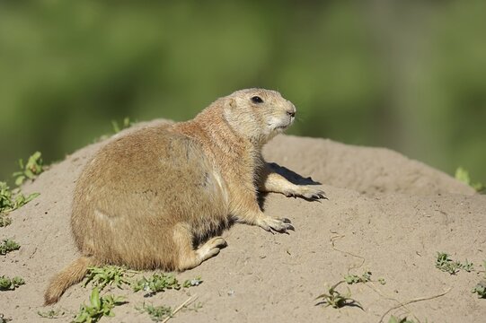 Black-tailed prairie dog (Cynomys ludovicianus) at the burrow, captive, occurrence in North America