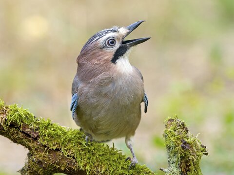 Eurasian jay (Garrulus glandarius) sitting on a mossy branch, Solms, Hesse, Germany