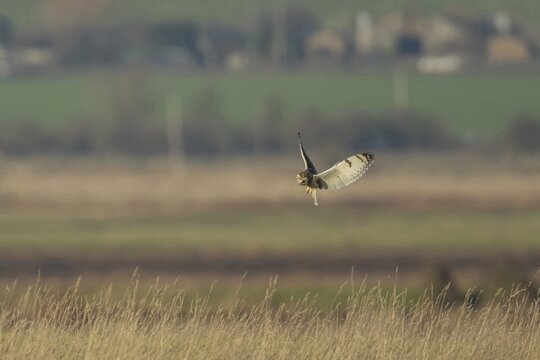 Short eared owl (Asio flammeus) adult bird hunting in flight hovering over grassland, England, United Kingdom