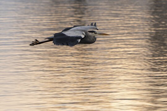 A grey heron flies over the golden shimmering water surface at sunset, Grey heron, (Ardea cinerea), wildlife, Germany