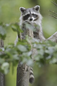 Raccoon (Procyon lotor), young animal in a tree, neozoa in Germany, North Rhine-Westphalia, Germany