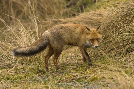 Red Fox (Vulpes vulpes), Zandvoort, North Holland, The Netherlands