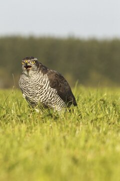 Northern goshawk (Accipiter gentilis) eating prey in a meadow, Allg&auml;u, Bavaria, Germany