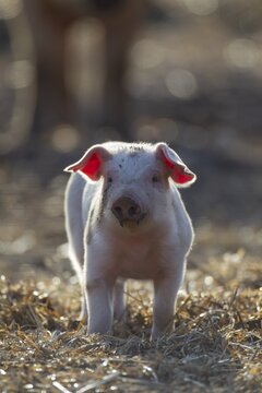 Pig (Sus domesticus) juvenile piglet in a farm field, Suffolk, England, United Kingdom