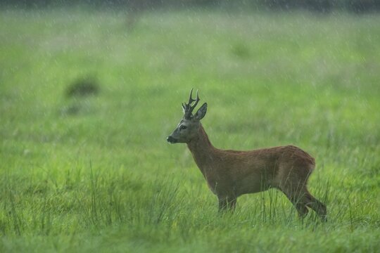 Roebuck (Capreolus capreolus) in the rain in a meadow, Vechta, Lower Saxony, Germany