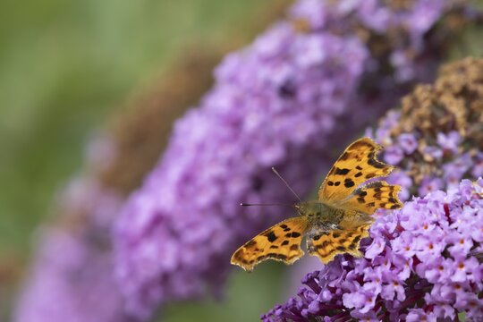 Comma butterfly (Polygonia c-album) adult insect feeding on garden Buddjela flowers in summer, Suffolk, England, United Kingdom