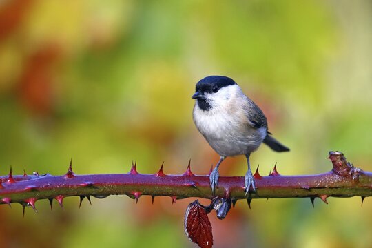 Marsh tit (Parus palustris) sitting on a blackberry vine, Hesse, Germany