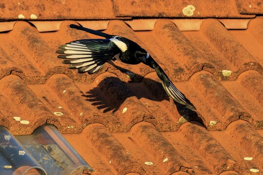 A magpie spreads its wings over the terracotta-coloured roof, clear shadow visible, Magpie (Pica pica) wildlife, Germany