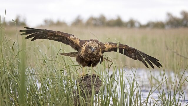 Marsh harrier (Circus aeruginosus) medium-sized bird of prey, female, hunting in reeds, on the hunt, looking for prey, foraging, defending own territory, flying, wingspan, Toledo, Spain