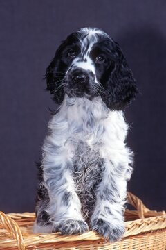 Cocker Spaniel puppy, Schwaz, Tyrol, Austria, Europe