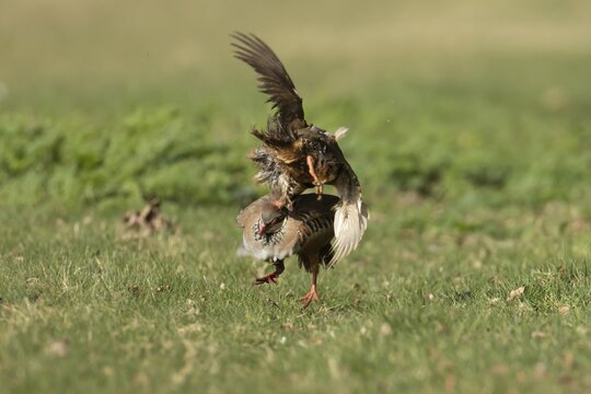 Red legged partridge (Alectoris rufa) two adult game birds fighting on grassland, England, United Kingdom