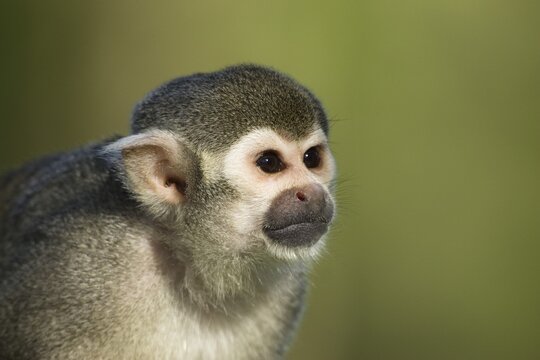 Common Squirrel Monkey (Saimiri sciureus), South America, zoo