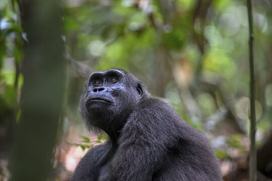 Western lowland gorilla (Gorilla gorilla gorilla), female, Loango National Park, Parc National de Loango, Ogoou&eacute;-Maritime Province, Gabon