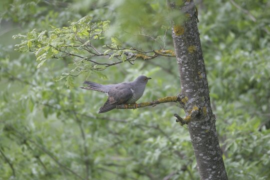 Cuckoo (Cuculus canorus) searching the oak trunk (Quercus) for caterpillars, Allg&auml;u, Bavaria, Germany