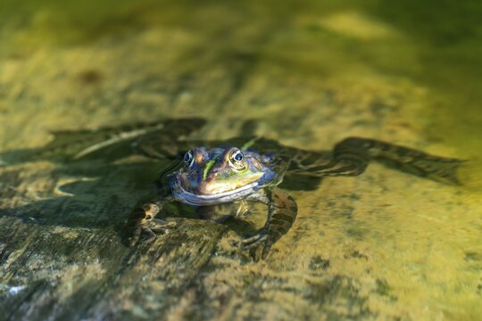 Water frog (Rana esculante), France