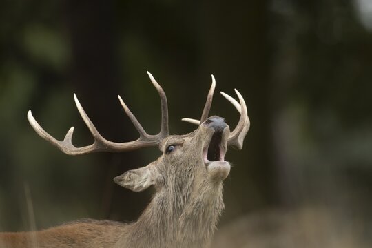 Red deer (Cervus elaphus) adult male stag animal roaring with its mouth open during the rutting season in autumn, England, United Kingdom