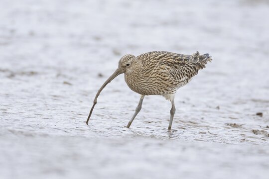 Eurasian curlew (Numenius arquata) adult wading bird pulling up a lugworm from a mudflat, Norfolk, England, United Kingdom