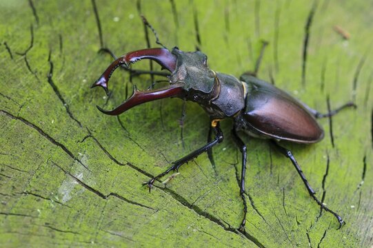 Stag beetle (Lucanus cervus ) on an oak, Damme, Oldenburger M&uuml;nsterland, Lower Saxony, Germany