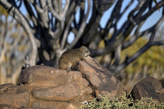 Klippschliefers (Procavia capensis), desert dormice or Klippdachs in the quiver tree forest near Keetmanshoop, Karas Region, Namibia