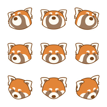 レッサーパンダの顔・角度バリエーション