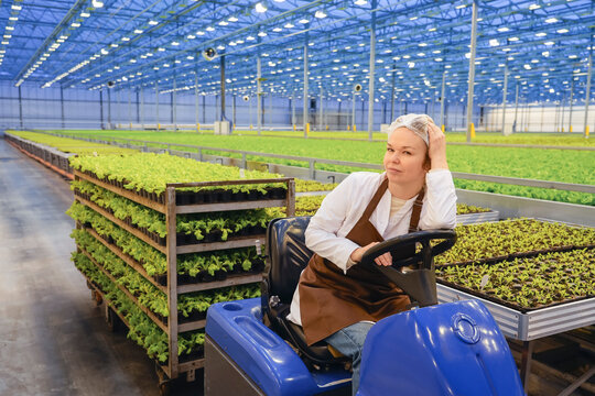 A female worker operating a utility vehicle and pulling a cart of young salad plants inside a large, modern hydroponic greenhouse during the day