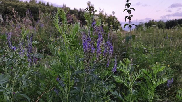 4K video of Agnus castus swaying in the wind under a colorful sunset sky. Peaceful natural landscape with golden evening light and gentle movement.