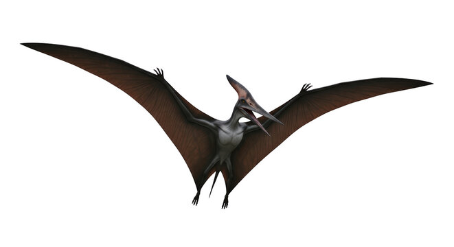 Large flying pterosaur with wings spread.