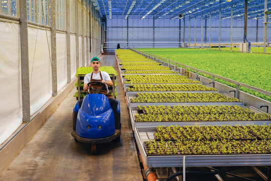 A person drives a small vehicle through a greenhouse filled with many trays of lettuce plants. The greenhouse is well lit by blue lights. It is daytime.