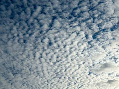 Full frame texture of white altocumulus or cirrocumulus clouds ripple pattern covering the blue sky, meteorological weather background. Majestic cumulus clouds float across the endless sky. 