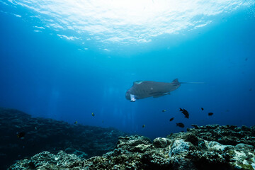 Tropical Coral Reef Ecosystem with Graceful Manta Ray © Satoshi
