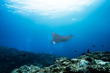 Large Reef Manta Swimming in Open Blue Water © Satoshi