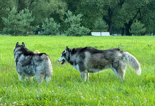 Two fluffy siberian husky dogs standing on a vibrant green grass lawn in a summer public park outdoors.

