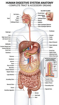 3D Human Digestive System Anatomy with Labeled Internal Structures &ndash; Medical Illustration for Science Learning and Biology Education Poster