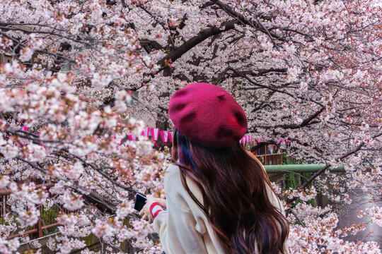 A female tourist admires the beauty of cherry blossoms along the Meguro River in Tokyo, Japan.