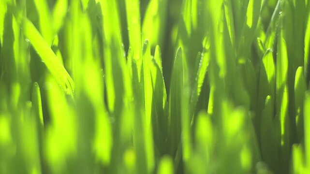 Close-up of bright green grass blades. Sunlight highlights fresh, dewy blades. Gentle motion from breeze. Natural, vibrant garden scene. Pure green tones dominate visual