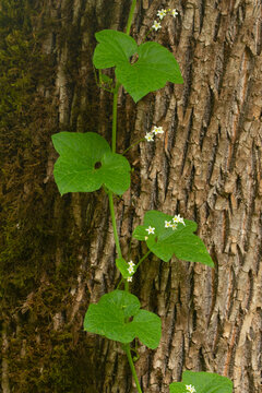 Oregon manroot (Marah oregonus), Willamette Mission State Park, Marion County, Oregon