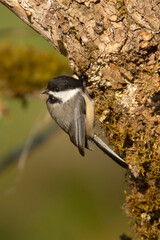 Black-capped chickadee (Poecile atricapillus), Willamette Mission State Park, Oregon © George