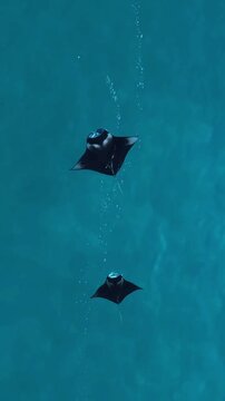 Aerial view of manta rays swimming in the clear blue ocean water