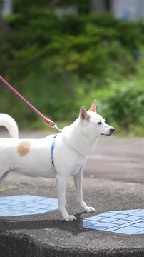 White dog with tan patch stands on sidewalk. Panting, alert, looking ahead with ears perked. Blue-tiled pavement beneath its paws. Green foliage blurs softly in background