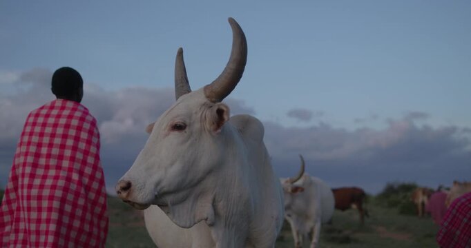 Kenyan herder standing with his cattle at dusk in rural East Africa.