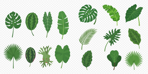 Collection of tropical leaves in various shapes and sizes, perfect for summer designs and jungle themes. © Akun