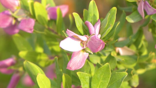 Close Up of Pink Polygala Myrtifolia Flowers in Bright Sunlight