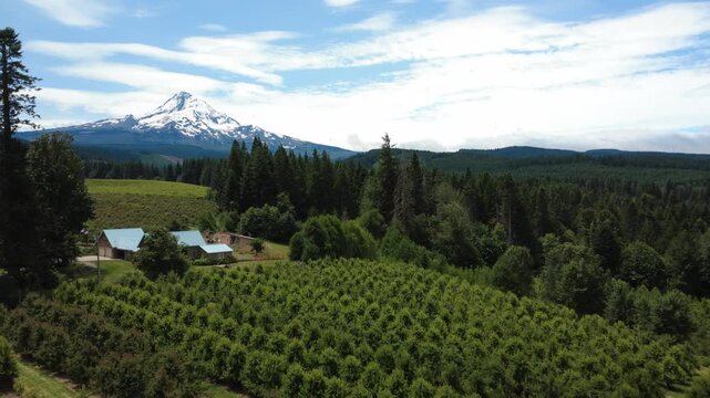 Flight forward toward fruit orchards overshadowed by Mount Hood in Parkdale Oregon.