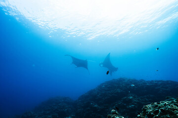 Obraz premium Reef Manta Pair Swimming Across a Tropical Underwater Landscape