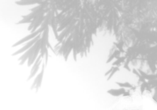 Natural light casts shadows from willow branches on a white background. Mockup